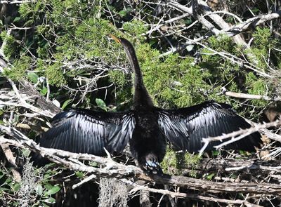 Anhinga
Drying its wings