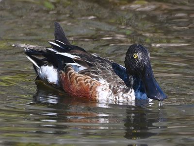 Male Northern Shoveler 