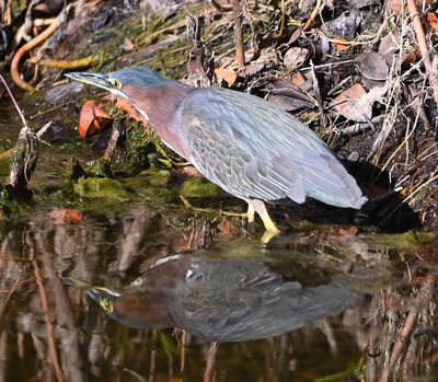 Green Heron
One of Mary's favorite birds
