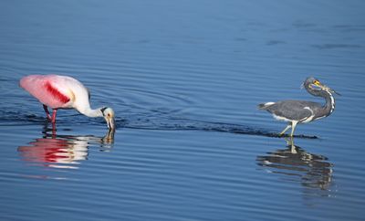 Roseate Spoonbill and Tricolored Heron