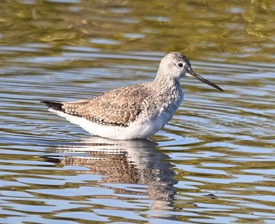 Greater Yellowlegs