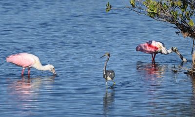 A pair of Roseate Spoonbills and Tricolored Heron between them