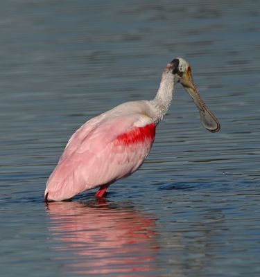 Roseate Spoonbill