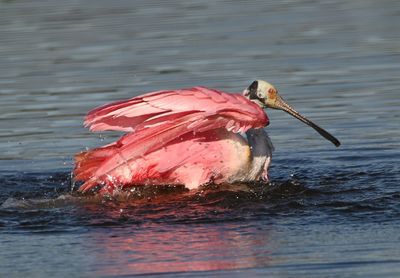 Roseate Spoonbill
Bathing