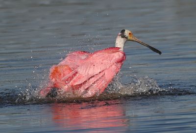 Roseate Spoonbill
Bathing