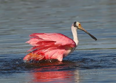 Roseate Spoonbill
Bathing