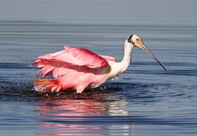 Roseate Spoonbill
Bathing