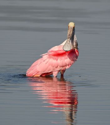 Roseate Spoonbill
