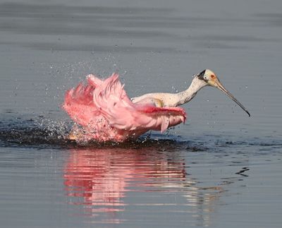 Roseate Spoonbill
Bathing