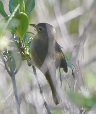 Female Common Yellowthroat
On the other side of the road from the spoonbills