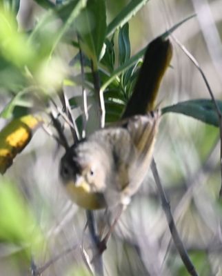 Common Yellowthroat