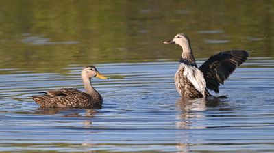 A pair of Mottled Ducks