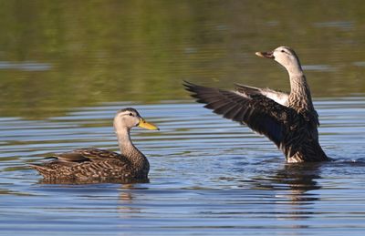 Mottled Ducks