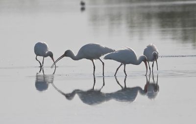 White Ibis