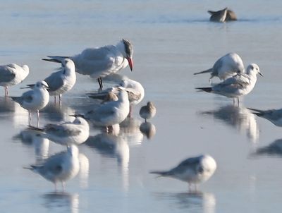 A Caspian Tern (with dusky tip to red bill) among Bonaparte's Gulls