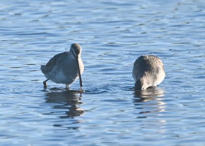 Long-billed Dowitchers