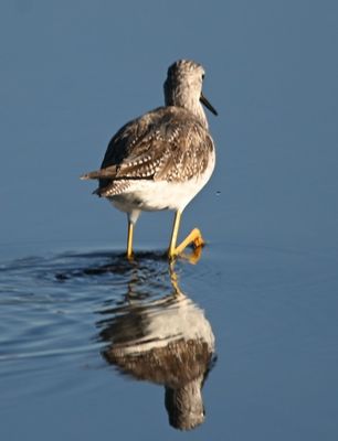Greater Yellowlegs