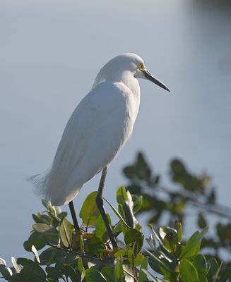 Snowy Egret