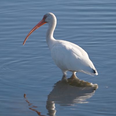 White Ibis
