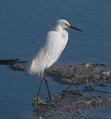 Snowy Egret showing its yellow feet
