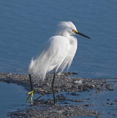 Snow Egret