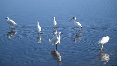 White Ibis, Snowy Egrets and a juvenile Little Blue Heron or two