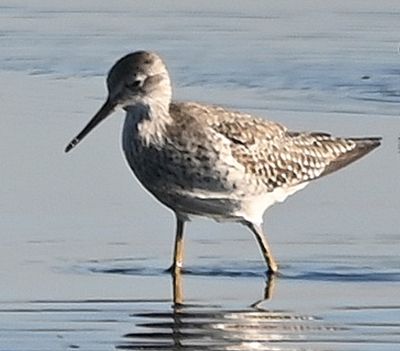 Lesser Yellowlegs