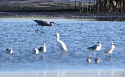 Reddish Egret in the background with other egrets and American Avocets in the foreground