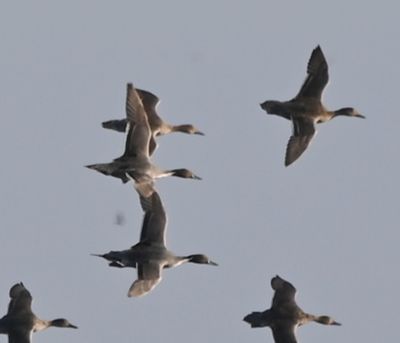 Northern Pintails in flight
