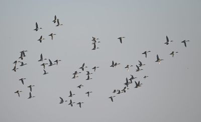 Northern Pintails