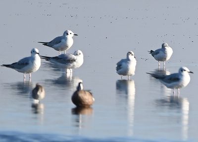 Bonaparte's Gulls with a shorebird and Blue-winged Teal in the foreground