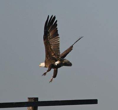 A Bald Eagle landing on a perch across the water from us