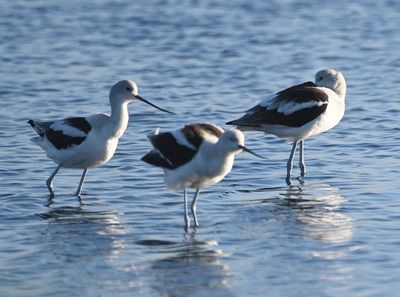 American Avocets