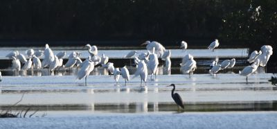 There were 100s of herons and egrets across the water from the road.