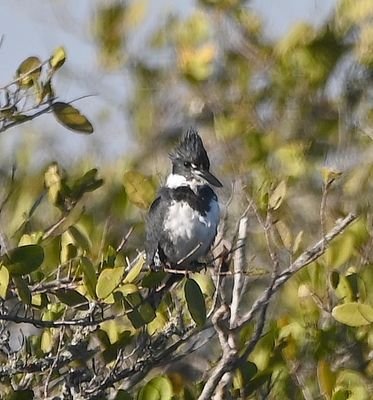 Male Belted Kingfisher