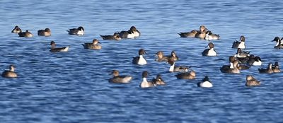 Northern Pintails on the water