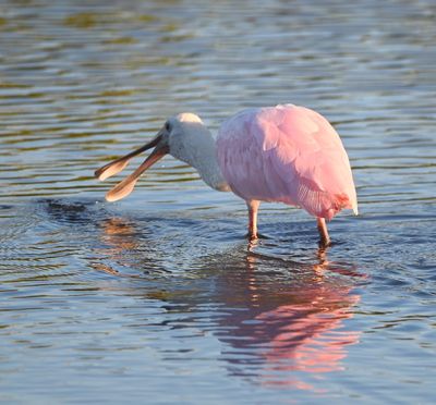 Roseate Spoonbill