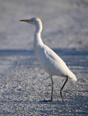 Cattle Egret