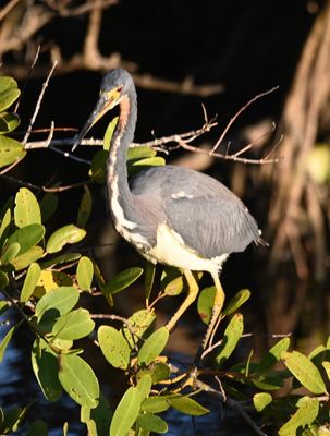 Tricolored Heron in the evening sunlight