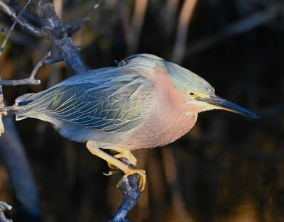 Green Heron