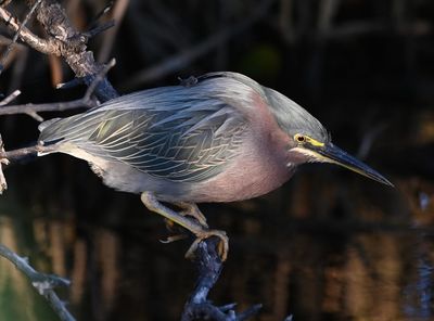 Green Heron
