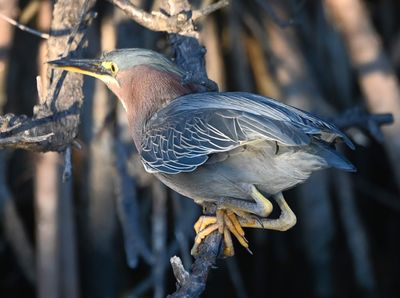 Green Heron