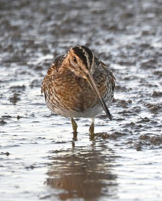 Wilson's Snipe
