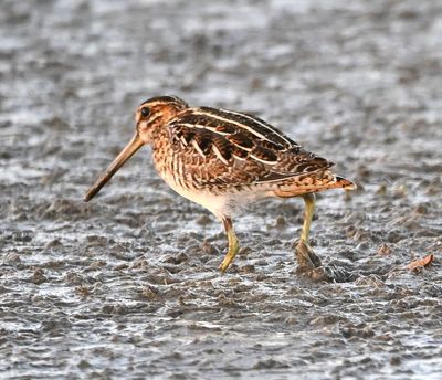 Wilson's Snipe