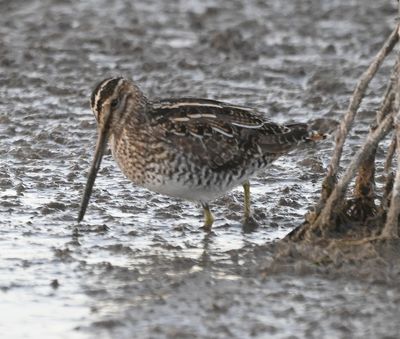 Wilson's Snipe