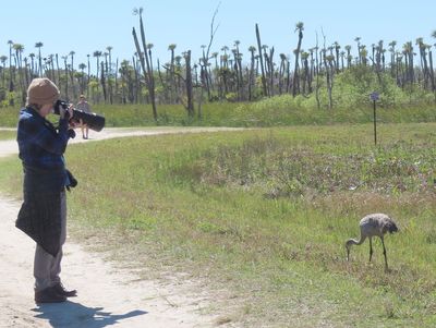 Jan focusing on the Sandhill Crane