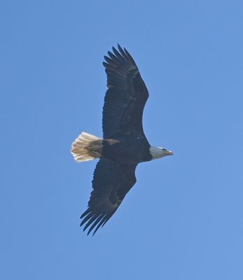 Adult Bald Eagle
Soaring over Lake Kissimmee soon after we arrived