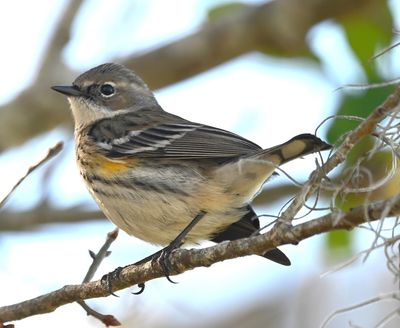 One of many Myrtle Yellow-rumped Warblers