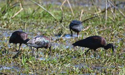 Glossy Ibis
Feeding in the marshy area north of the landing