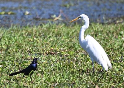 Male Boat-tailed Grackle and Great Egret